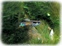 Wildguppy - M�nnchen oder Weibchen