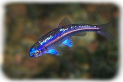 Notropis chrosomus ca. 6 cm gef�rbt