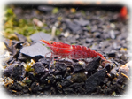 Red Cherry Garnele