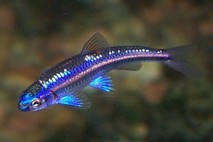 Notropis chrosomus ca. 6 cm (gef�rbt) 