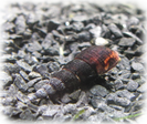 Schwarze Turmdeckelschnecke