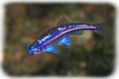 Notropis chrosomus ca. 4 - 5 cm