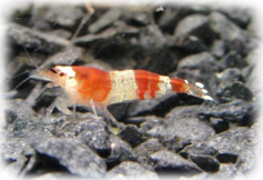 Red Crystal Garnele