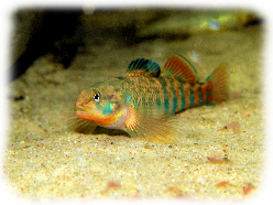 Etheostoma caeruleum