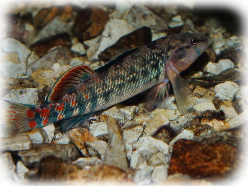 Etheostoma spectabile