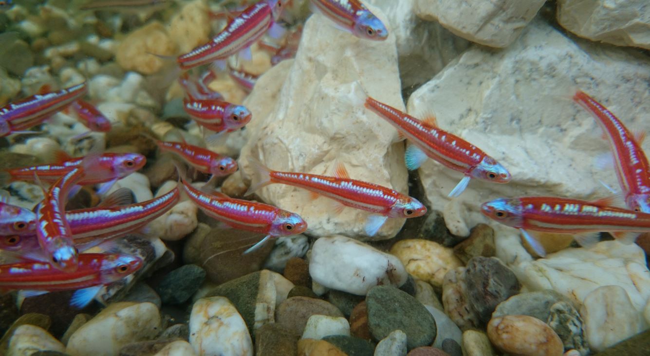 An den Beitrag angehängtes Bild: http://www.wp-3d.de/notropischrosomus.jpg