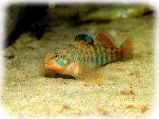 Regenbogen Springbarsch