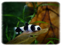 Pandaschmerle- Panda Bergbachschmerle  -  Yaoshania pachychilus ab 10 Tieren