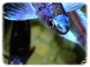 10 Stück  Notropis chrosomus gefärbt