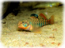 Regenbogen Springbarsch