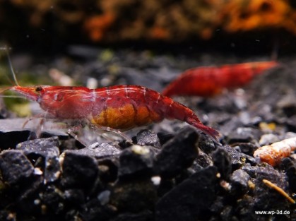 Yellow Fire neocaridina