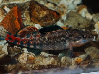 Orangekehliger Springbarsch