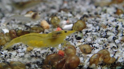 Yellow Fire neocaridina