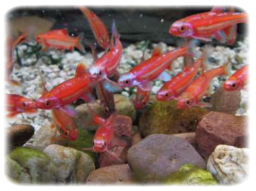 Notropis Chrosomus Rainbow Shiner Regenbogen Elritze